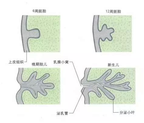 乳暈上一顆一顆|乳暈出現小顆粒可以擠嗎？有很多小顆粒怎麼辦？女醫提醒2件事